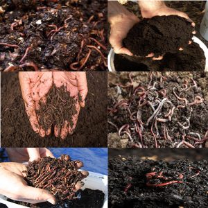 Vermicompost in Nairobi Kenya